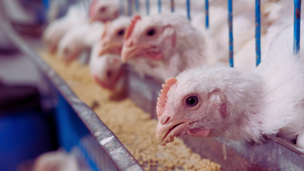 Maior produtora de ovos dos EUA suspende operação após detectar gripe aviária em galinhas