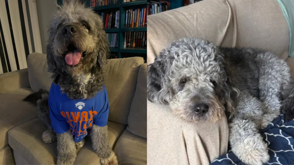 Comemoração pelo título do Knicks na NBA termina com cachorro morto por policiais nos EUA