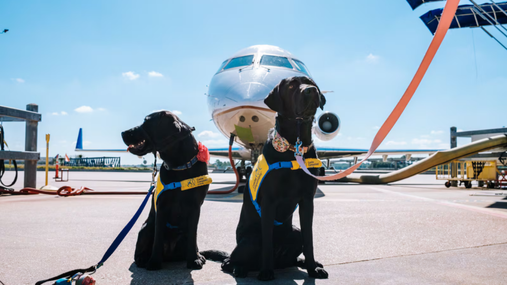 Companhia aérea da Itália autoriza cães de até 30 quilos a viajar na cabine do avião