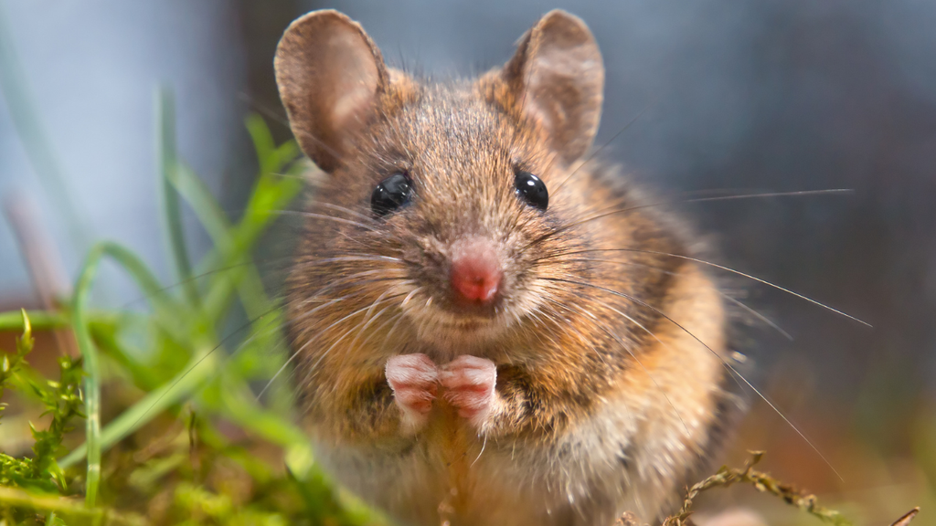 Cientistas desenvolvem ratos com cérebro ‘meio humano’ para estudar doenças neurológicas